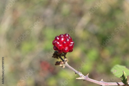 The unripe blackberry