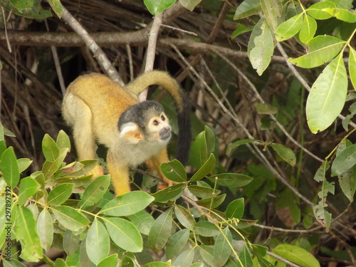 Squirrel Monkey