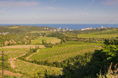 top view of vineyards and fields