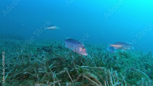 Dentex dentex fish in a posidonia seaweed field 