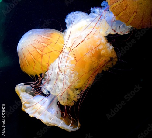 Rhizostomae or Rhizostomeae is an order of jellyfish. Species of this order have neither tentacles nor other structures at the bell's edges. Instead, they have eight highly branched oral arms. photo