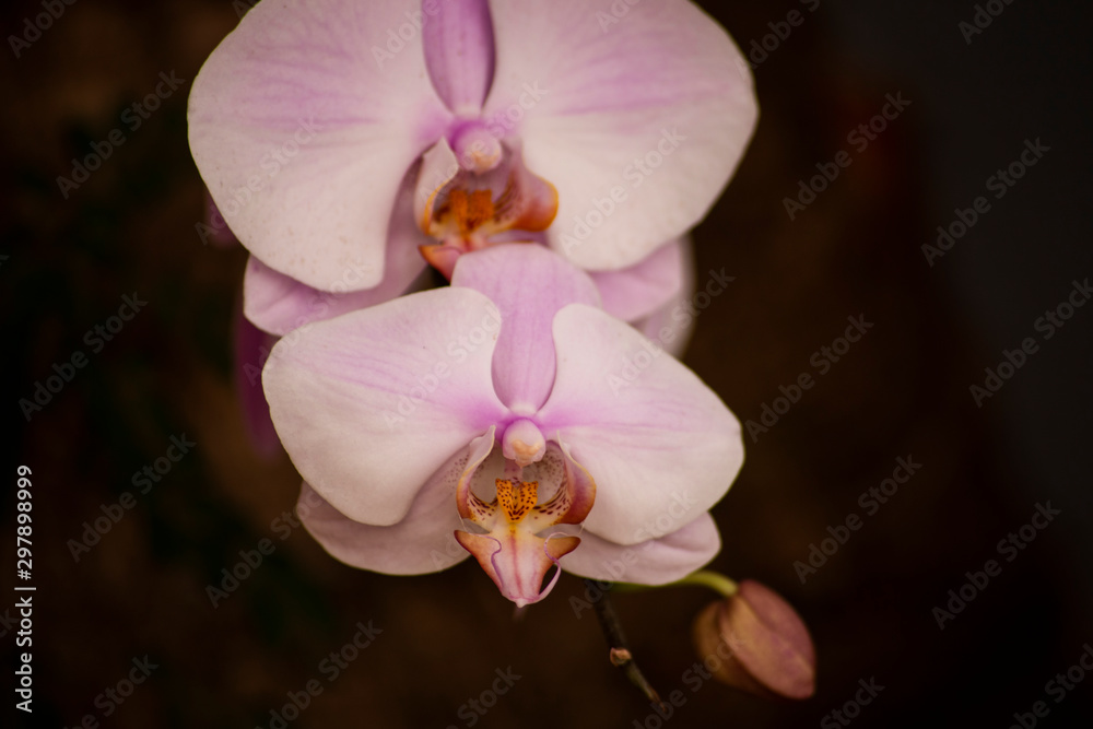 Obraz premium orchid