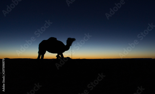 silhouette of camel at sunset in sahara desert in morocco