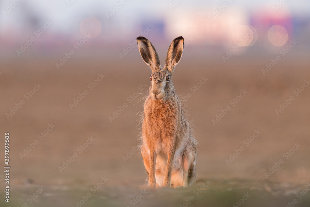 Obraz premium European brown hare (Lepus europaeus)