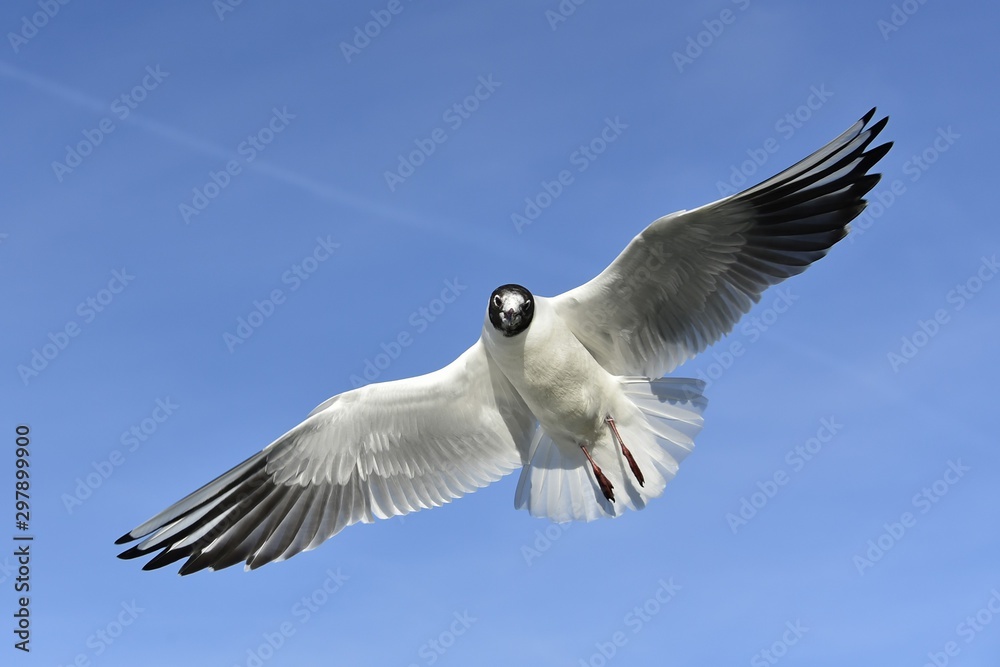 Fototapeta premium seagull flying in the sky