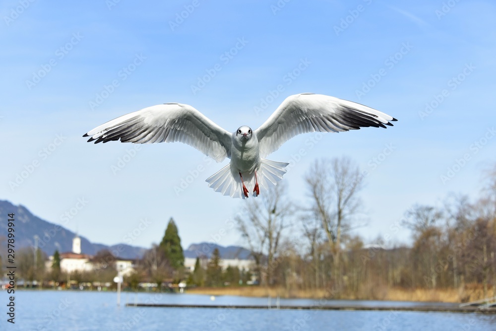 Obraz premium seagull in flight