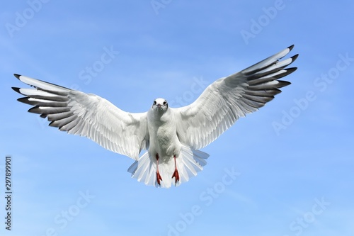 seagull flying 
