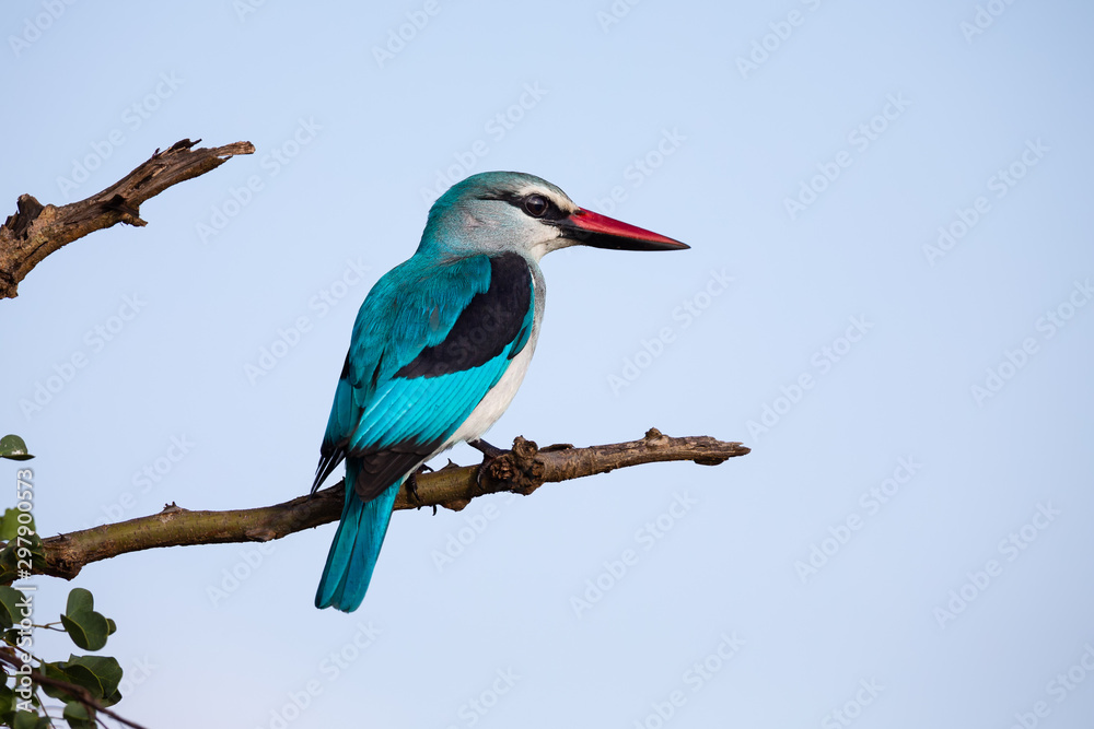 Woodland Kingfisher sitting high up in a dead tree with bright blue background Woodland Kingfisher sitting high up in a dead tree with bright blue background