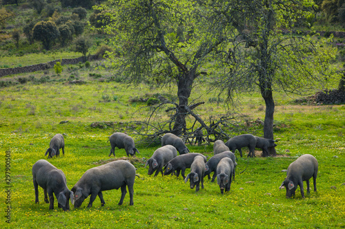 Fototapeta Naklejka Na Ścianę i Meble -  Iberian pig, Cerdo ibérico, Mediterranean forest, Huelva, Andalucia, Spain, Europe