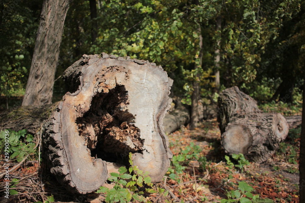 Obraz premium Old rotten tree cut down in the park
