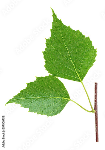 Green birch leaves on branch, white background. Top view.