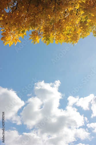 Bright yellow leaves in autumn against blue sky and fluffy white clouds. Natural autumn background. with Copy space. Sunny fall day.