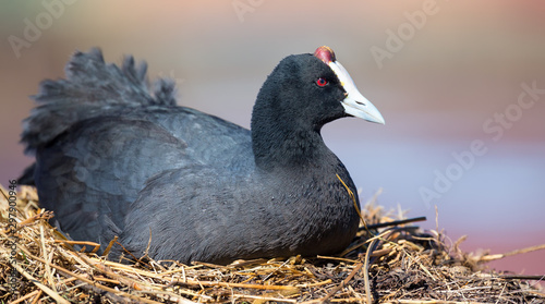 Red Knobbed Coot sitting on a nest to breed and hatch eggs