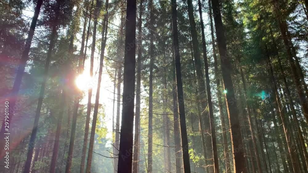 Morning in the wild Carpathian forest. Sunrise in the forest. Morning in the wild Carpathian forest. Sunrise in the forest.