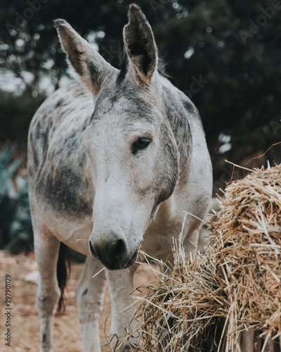 white donkey feeding on straw on a private farm