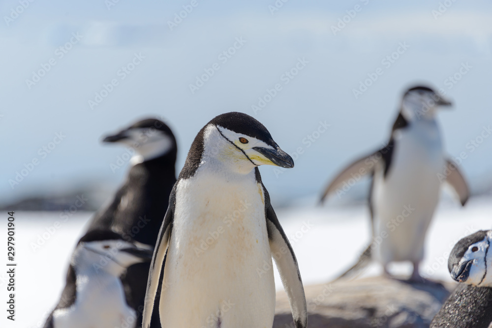 Obraz premium chinstrap penguin on the beach in Antarctica close up