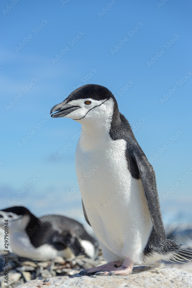 Naklejka premium Chinstrap penguin on the beach in Antarctica