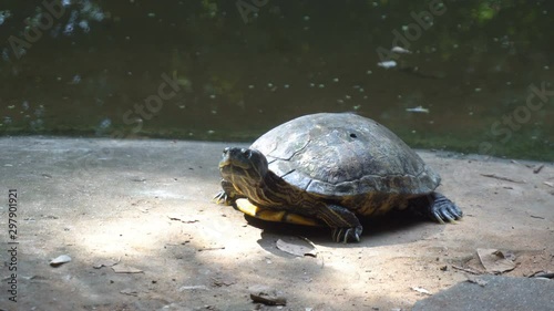 Closeup of Angonoka or Ploughshare tortoise on ground in zoo. Giant tortoise. photo