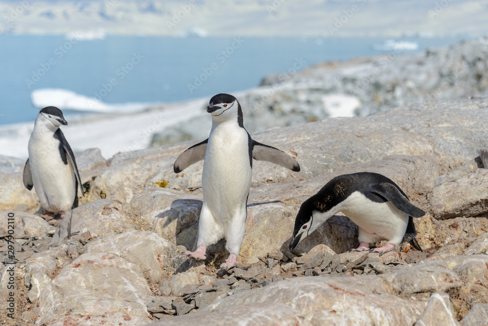 Fototapeta premium Chinstrap penguins on the beach in Antarctica