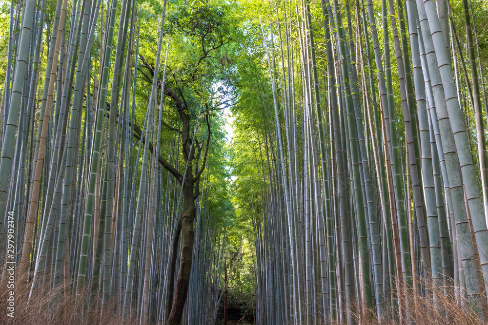 Bamboo Grove in sunshine in Kyoto Japan Bamboo Grove in sunshine in Kyoto Japan