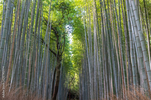 Bamboo Grove in sunshine in Kyoto Japan