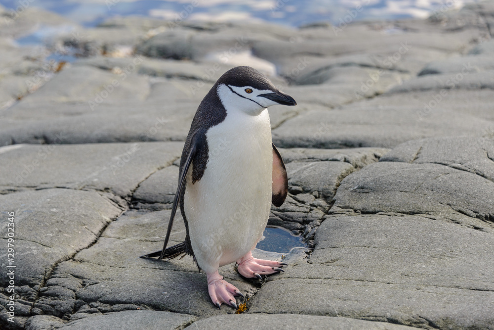 Obraz premium Chinstrap penguin on the rock close up