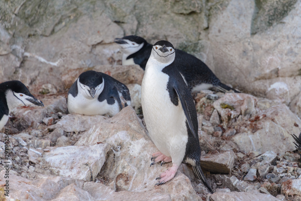 Fototapeta premium Chinstrap penguin on the beach in Antarctica