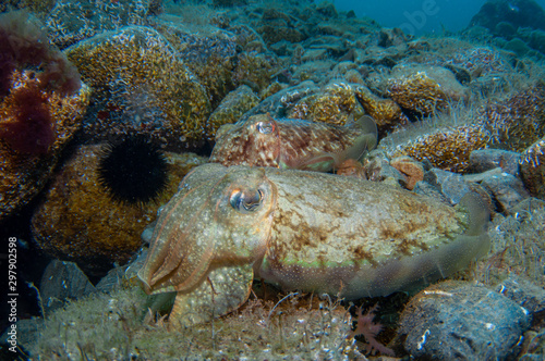 Wallpaper Mural Two cephalopods are mating under the sea Torontodigital.ca