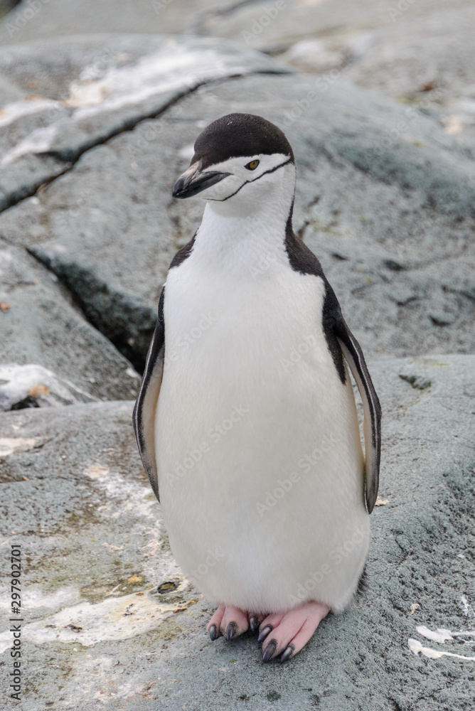 Naklejka premium Chinstrap penguin on the snow in Antarctic