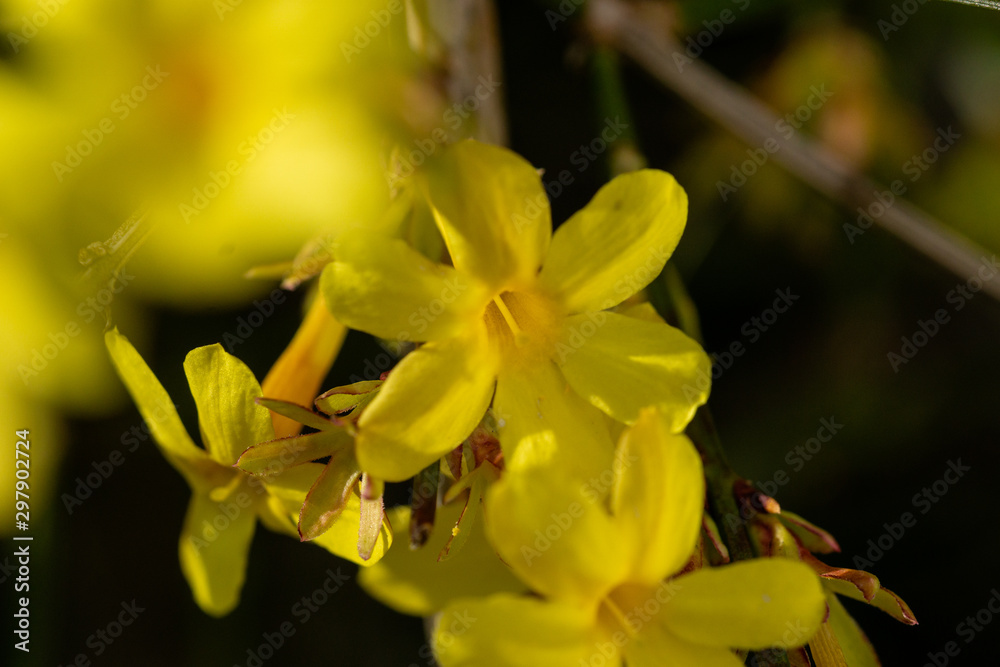 Fototapeta premium Frühling Blumen