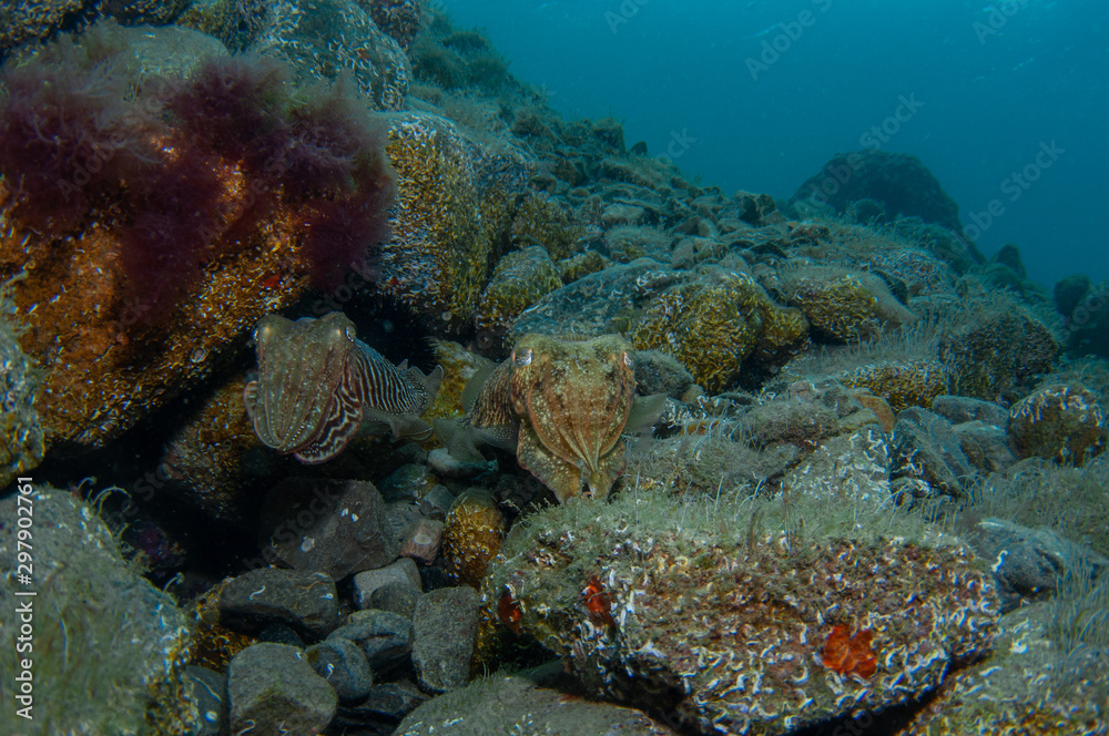 Fototapeta premium Two cephalopods are mating under the sea