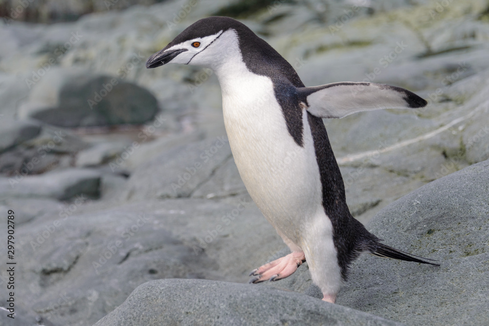 Fototapeta premium Chinstrap penguin on the snow in Antarctic