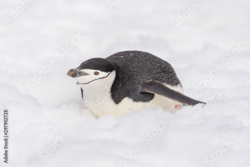 Chinstrap penguin creeping on snow