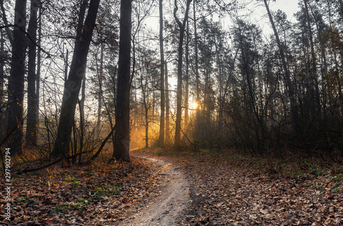 Autumn morning in a beautiful forest at sunrise. In the forest there is a sandy path smoothly turning to the right and is lit by the sun.