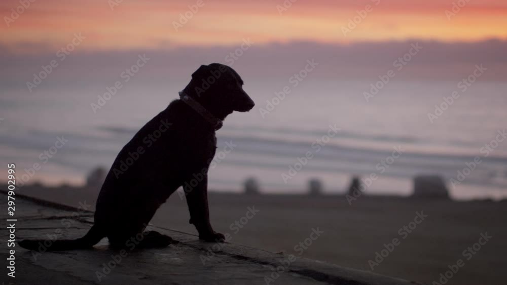 Dog sitting on a rooftop overlooking the ocean at sunset Dog sitting on a rooftop overlooking the ocean at sunset