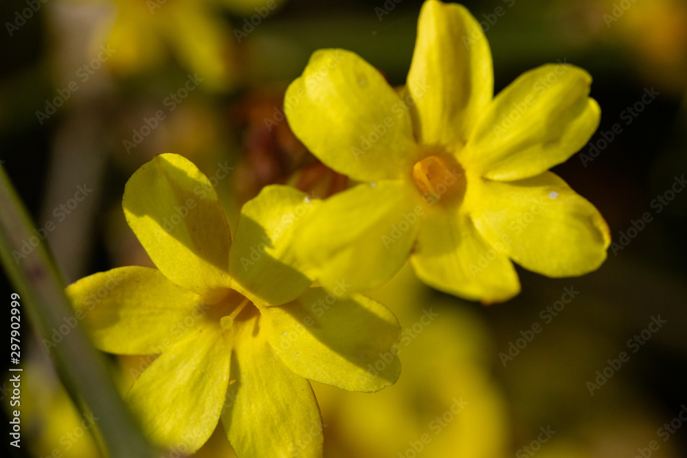 Fototapeta premium Frühling Blumen