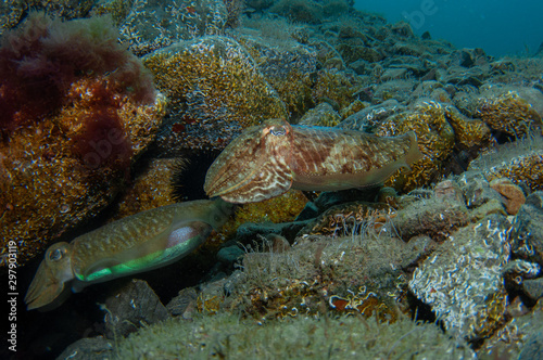 Wallpaper Mural Two cephalopods are mating under the sea Torontodigital.ca
