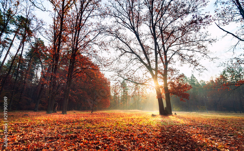 Beautiful autumn morning in the forest at dawn. The sun shines through the fog and illuminates a large lonely tree