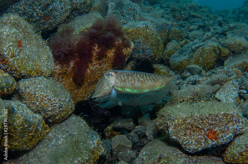Wallpaper Mural Two cephalopods are mating under the sea Torontodigital.ca