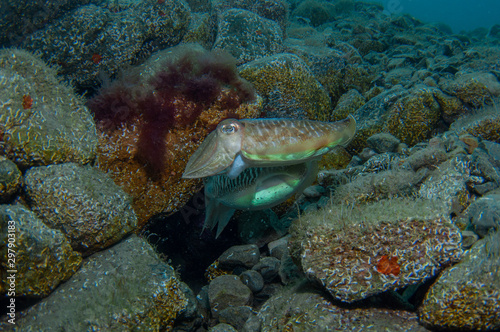 Wallpaper Mural Two cephalopods are mating under the sea Torontodigital.ca