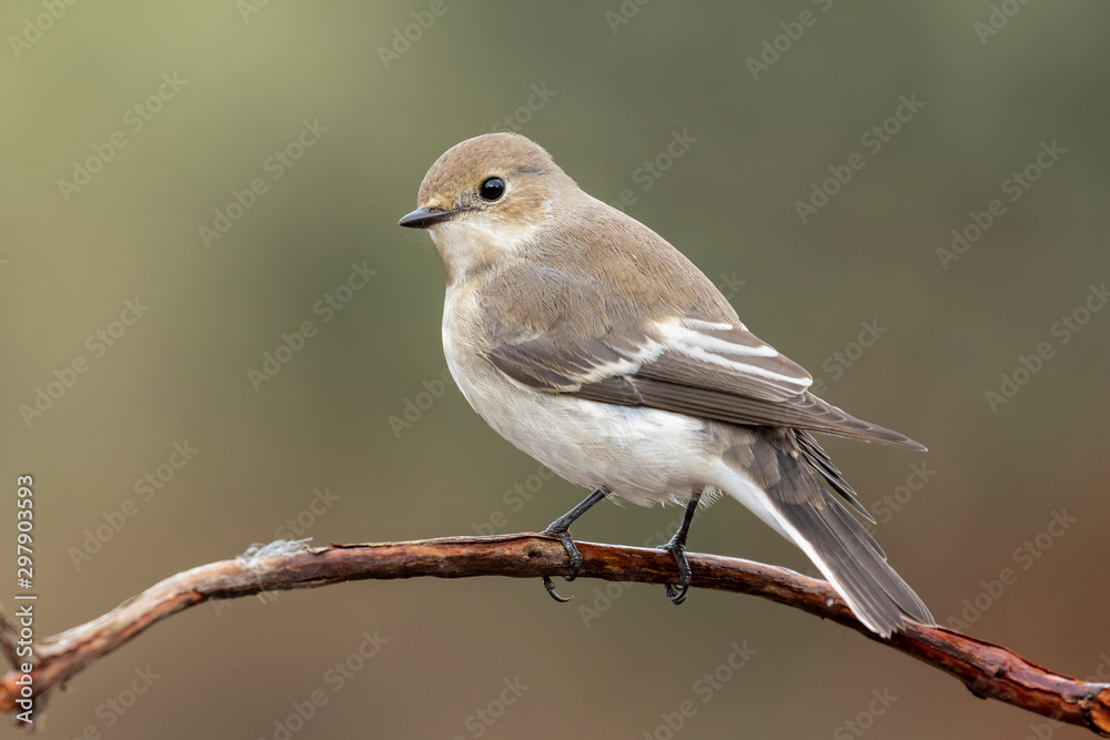 Cerrojillo flycatcher (Ficedula hypoleuca) Spain Cerrojillo flycatcher (Ficedula hypoleuca) Spain