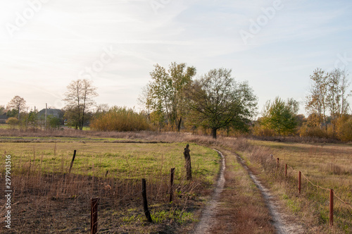 Road in a field among tall yellow grass and yellow trees