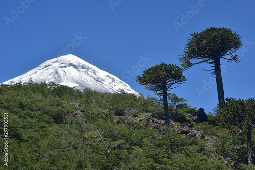 Lanin Volcano  Villarrica national park  Chile