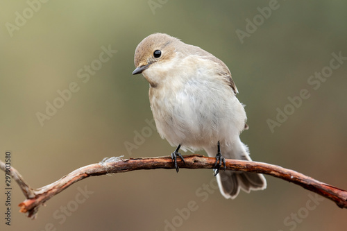 Cerrojillo flycatcher (Ficedula hypoleuca) with winter plumage. Spain photo