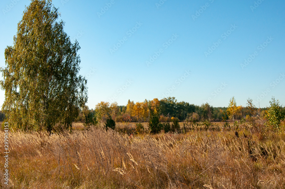 Village field with tall yellow grass and trees on the horizon