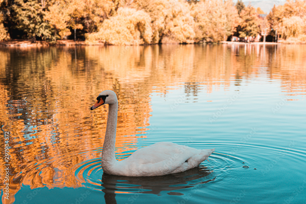 Fototapeta premium White swan swimming on water. Teal and orange autumn scene.