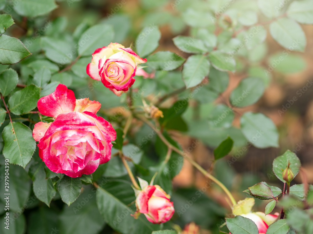 Obraz premium Red and white rose flowers on a green blurred background.