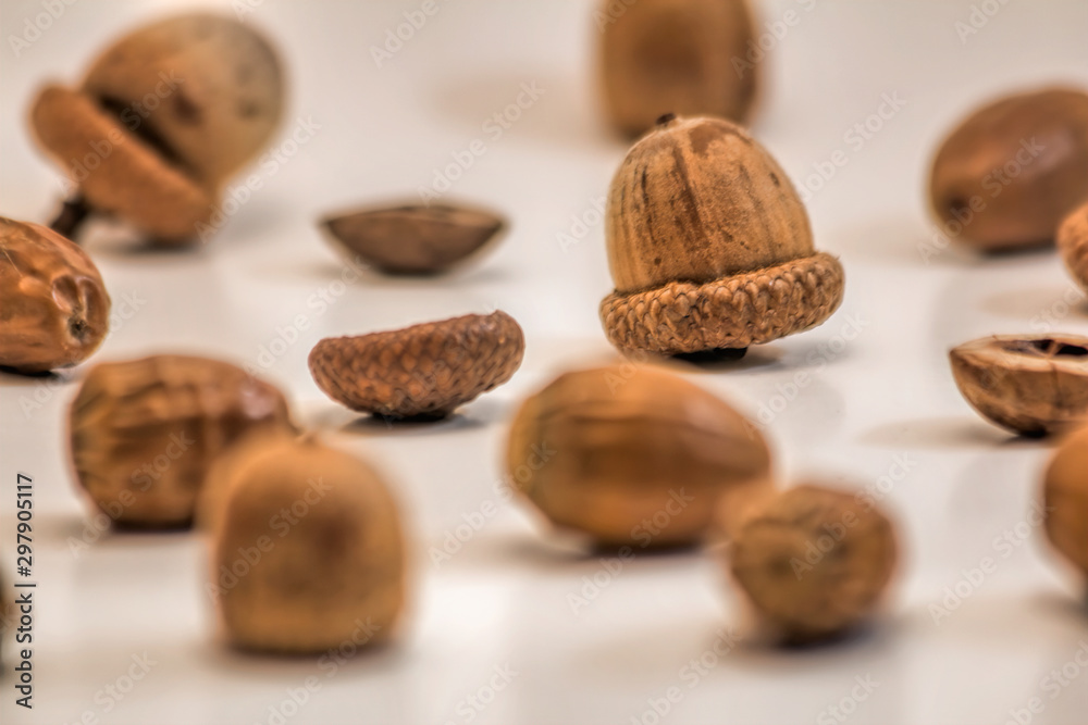 Acorns on White Background with Selective Focus Acorns on White Background with Selective Focus