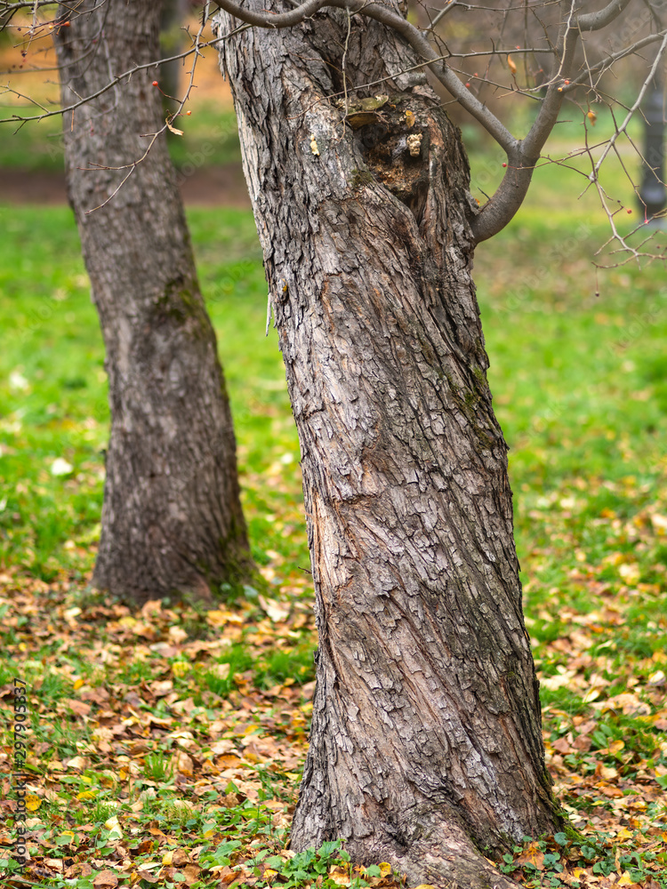 Obraz premium Tree trunk with swirling bark in the autumn park.