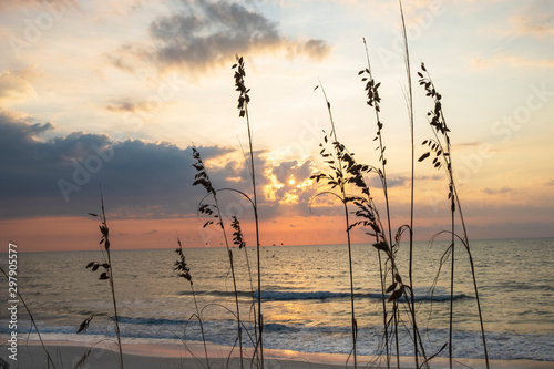 Sunrise over the ocean creates silhouette of dune grass on the beach